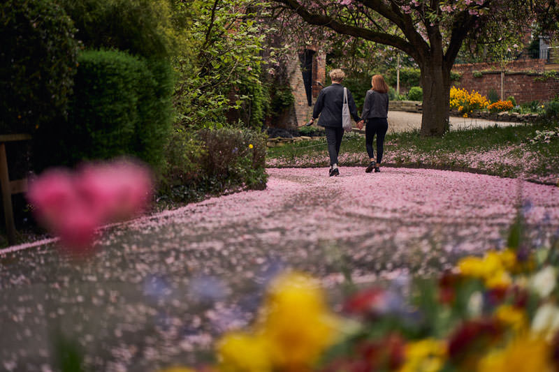 couple walking through the Fletcher Moss Botanical Gardens surrounded by fallen blossom